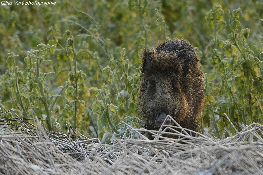 Sanglier