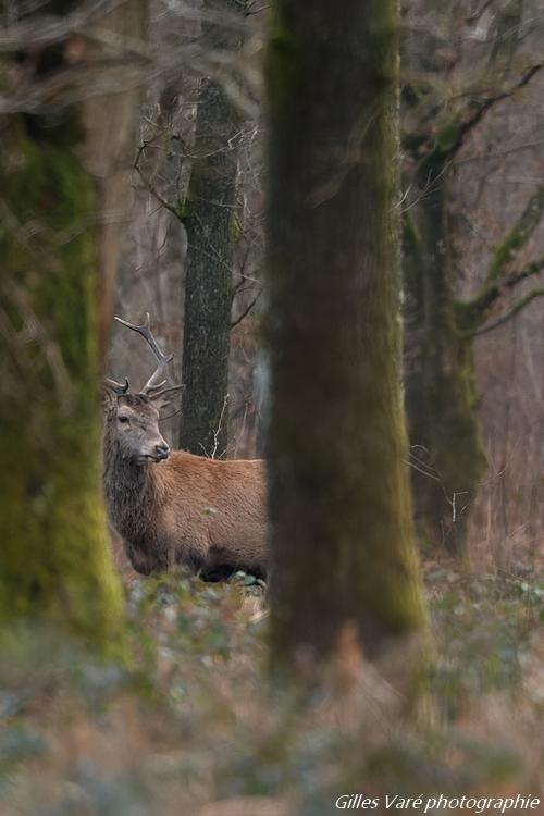 Cerf élaphe