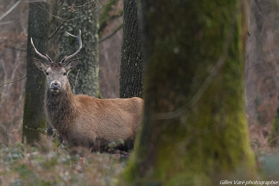 Cerf élaphe