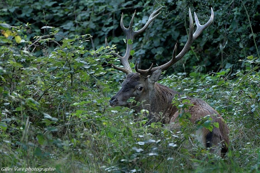 Cerf élaphe