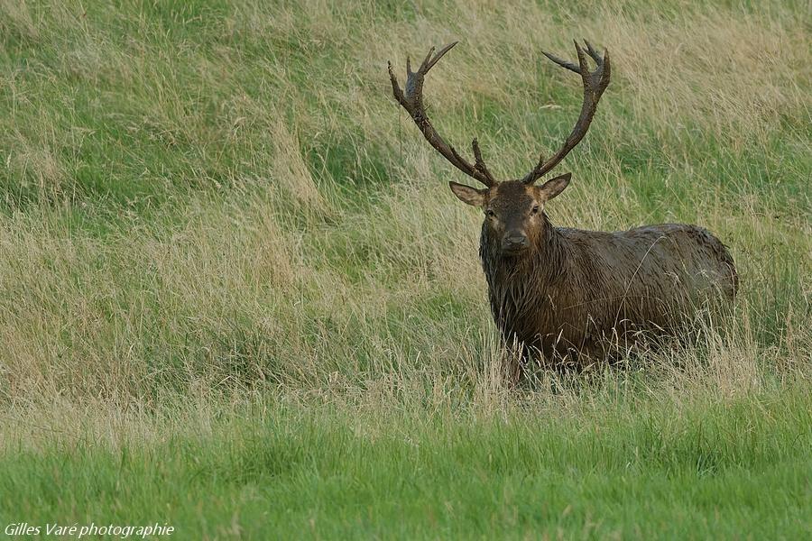 Cerf élaphe