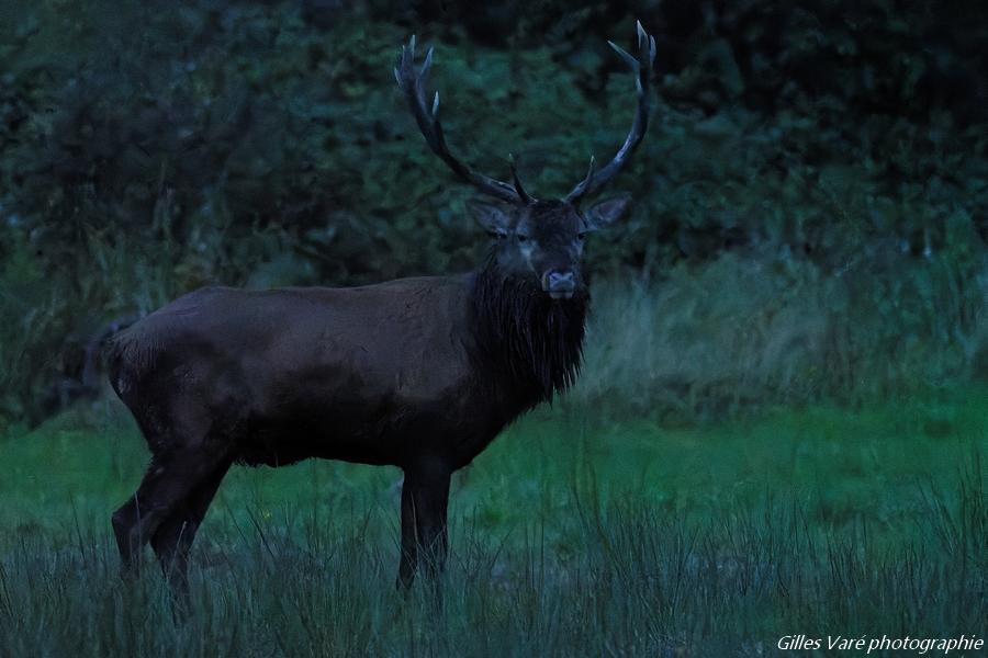 Cerf élaphe