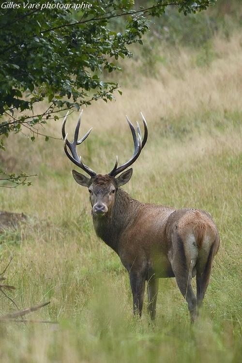 Cerf élaphe