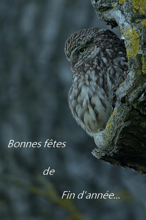 Bonnes fêtes !!